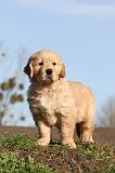 GOLDEN RETRIEVER 010